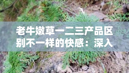 老牛嫩草一二三產(chǎn)品區(qū)別不一樣的快感：深入探究其獨特魅力所在