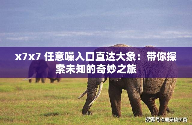 x7x7 任意噪入口直達(dá)大象：帶你探索未知的奇妙之旅