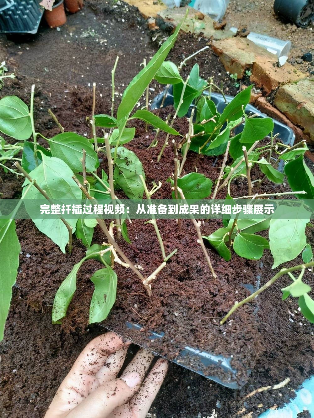 完整扦插過程視頻：從準備到成果的詳細步驟展示