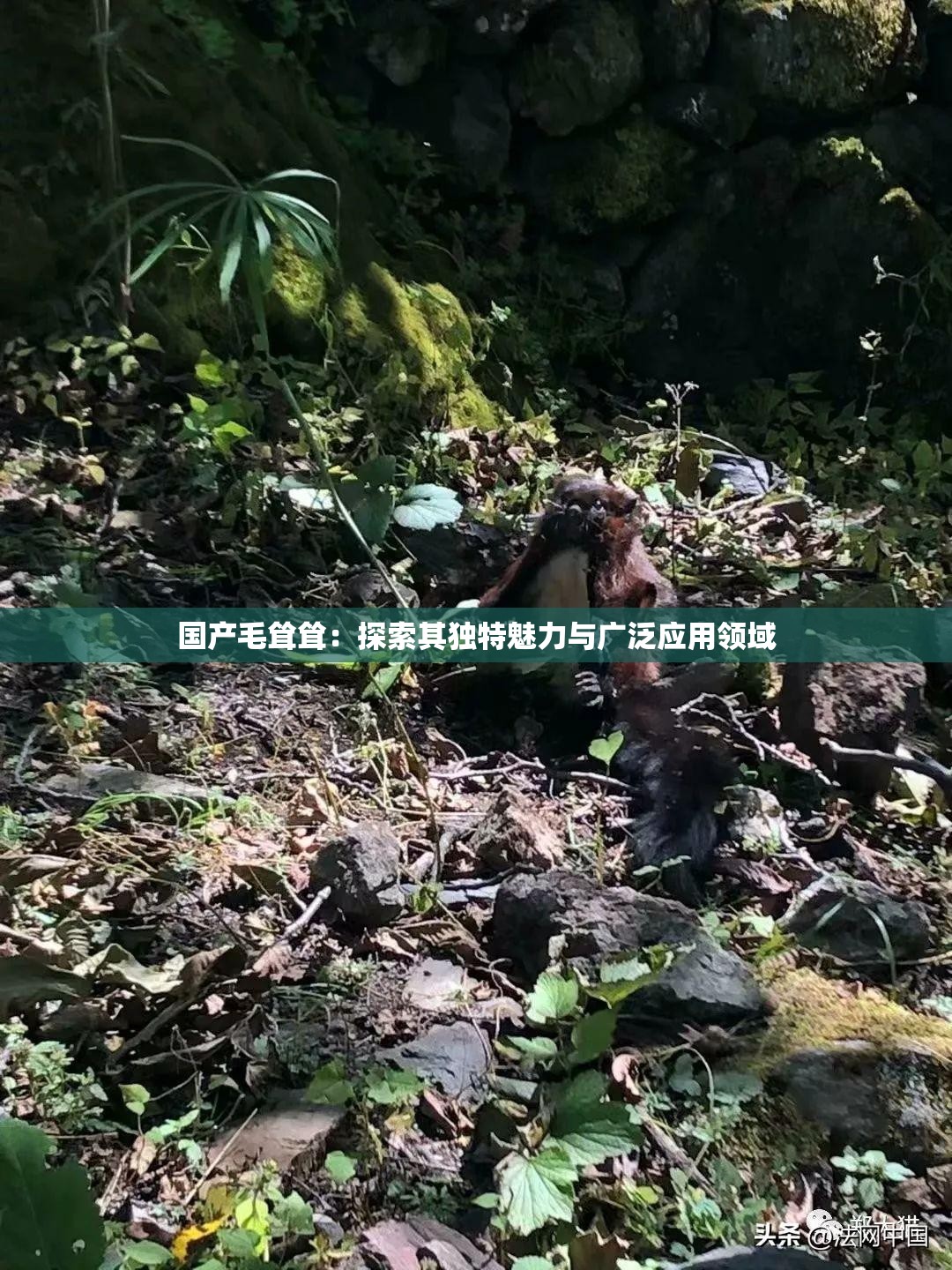 國(guó)產(chǎn)毛聳聳：探索其獨(dú)特魅力與廣泛應(yīng)用領(lǐng)域