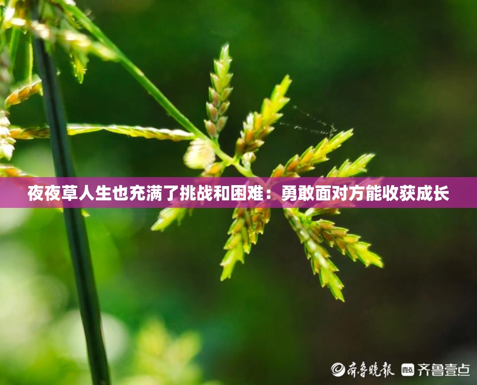 夜夜草人生也充滿了挑戰(zhàn)和困難：勇敢面對方能收獲成長