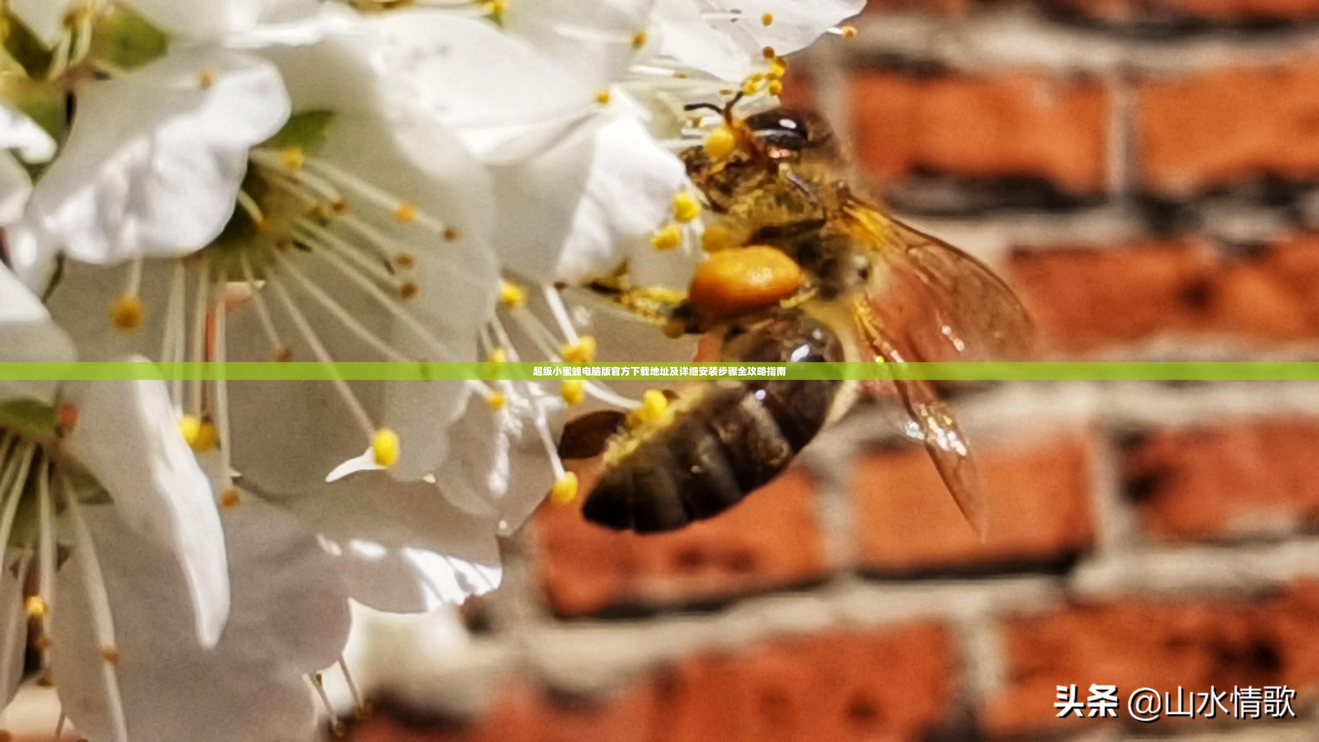 超級(jí)小蜜蜂電腦版官方下載地址及詳細(xì)安裝步驟全攻略指南