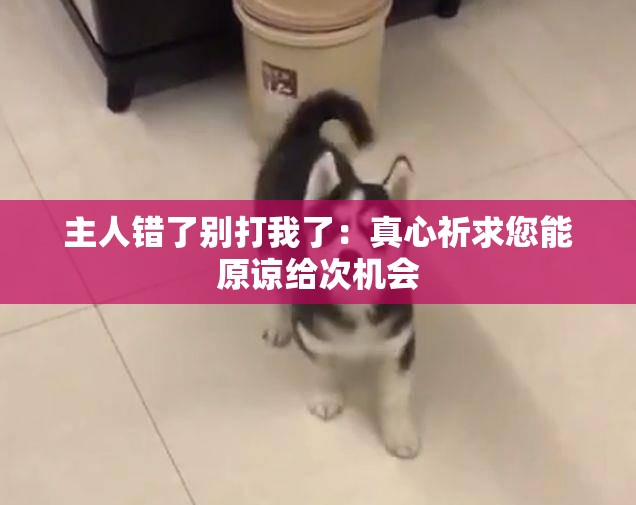 主人錯了別打我了：真心祈求您能原諒給次機會
