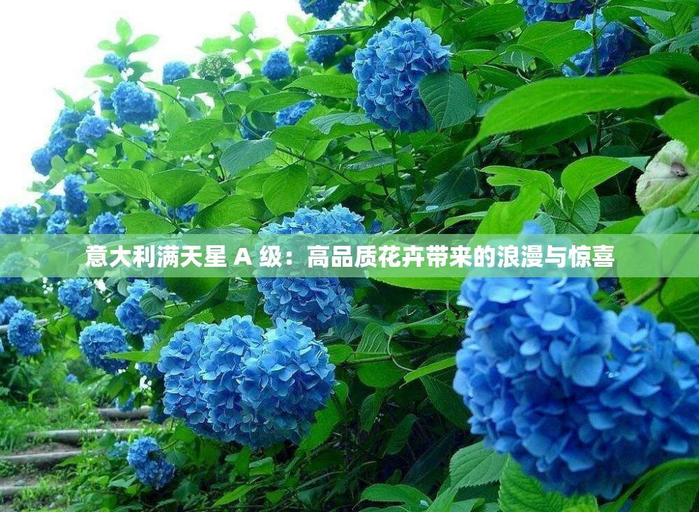 意大利滿天星 A 級：高品質(zhì)花卉帶來的浪漫與驚喜