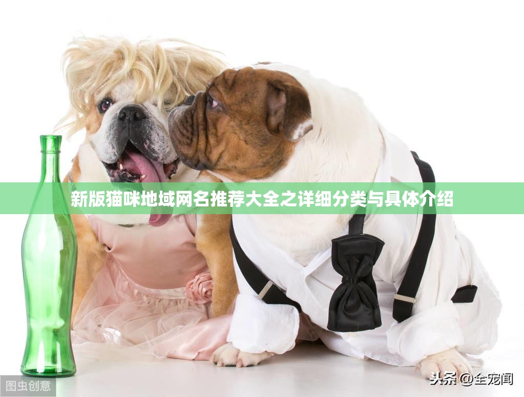 新版貓咪地域網(wǎng)名推薦大全之詳細分類與具體介紹