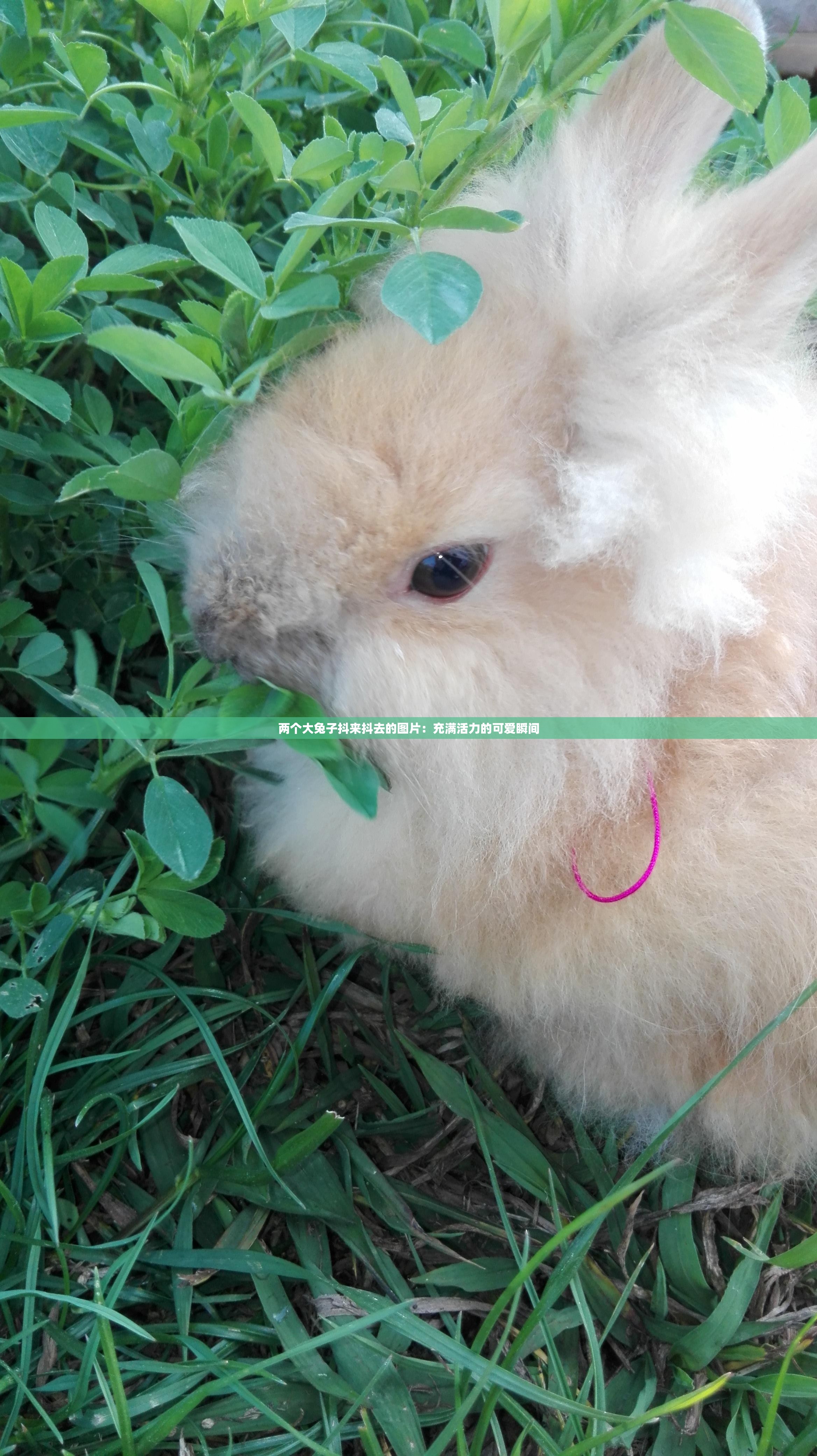 兩個大兔子抖來抖去的圖片：充滿活力的可愛瞬間