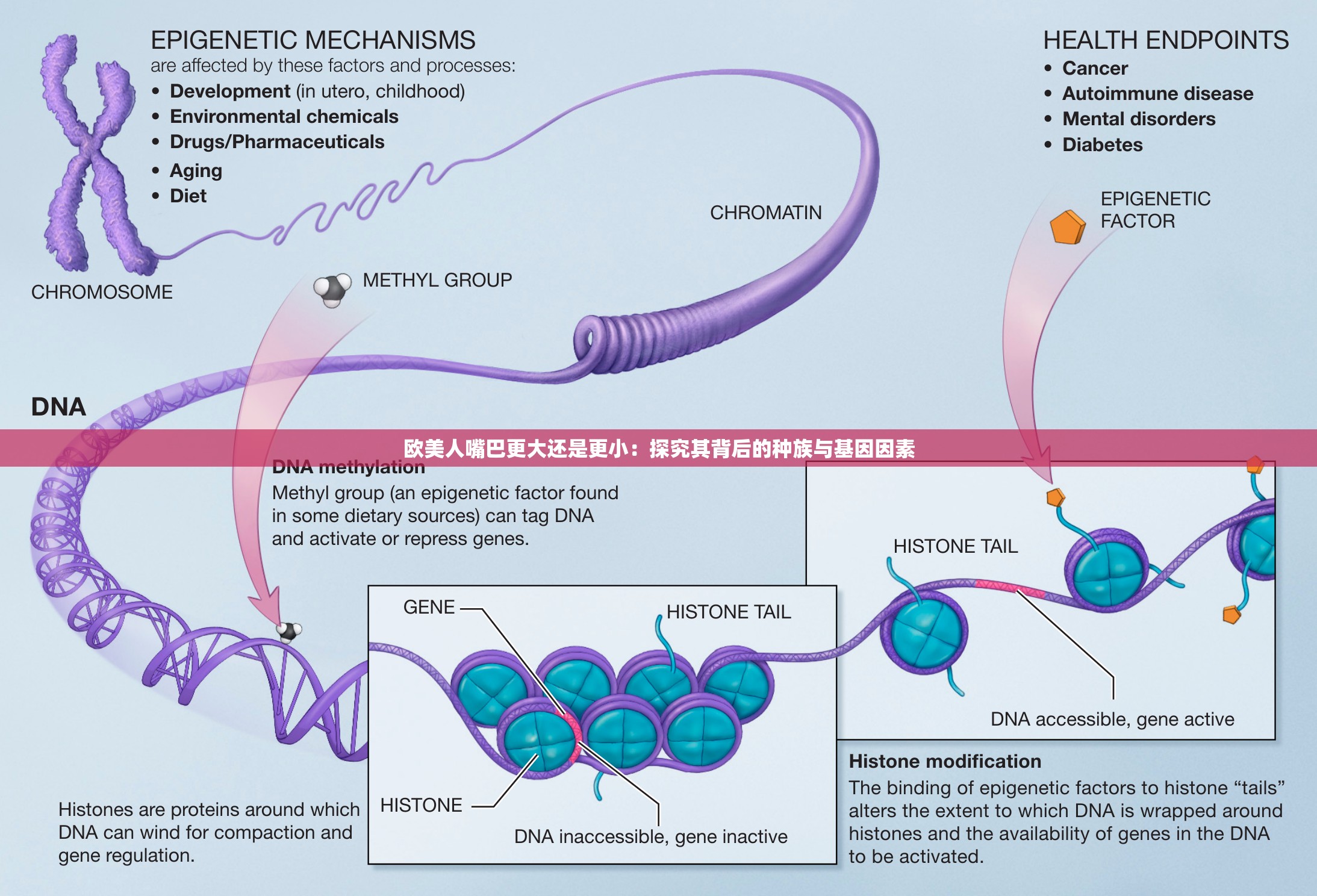 歐美人嘴巴更大還是更?。禾骄科浔澈蟮姆N族與基因因素
