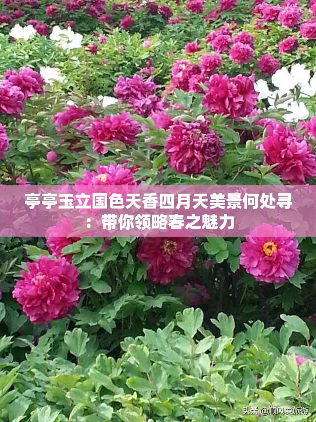 亭亭玉立國色天香四月天美景何處尋：帶你領(lǐng)略春之魅力