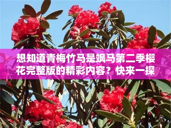 想知道青梅竹馬是颯馬第二季櫻花完整版的精彩內(nèi)容？快來(lái)一探究竟青梅竹馬是颯馬第二季櫻花完整版究竟有何獨(dú)特魅力？趕緊了解好奇青梅竹馬是颯馬第二季櫻花完整版的故事走向？點(diǎn)進(jìn)來(lái)看看