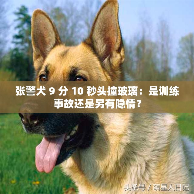 張警犬 9 分 10 秒頭撞玻璃：是訓(xùn)練事故還是另有隱情？