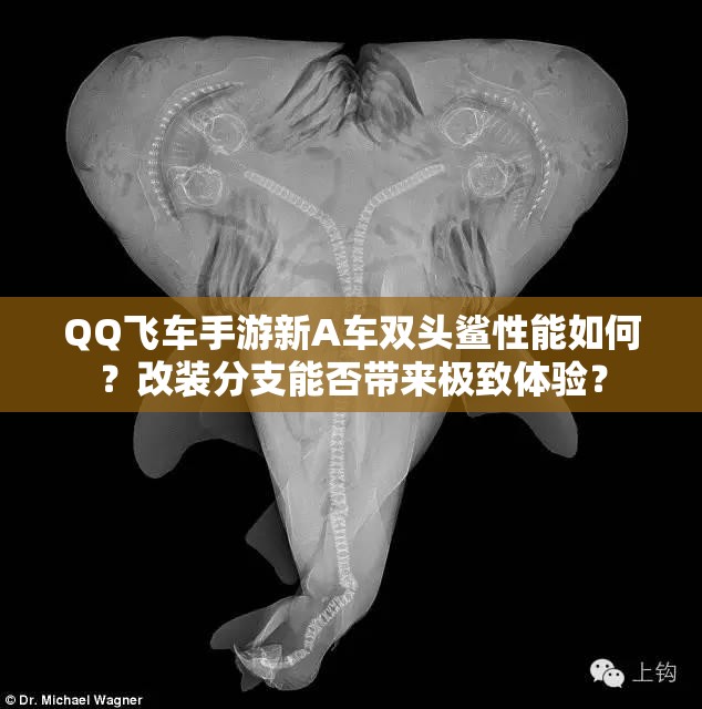 QQ飛車手游新A車雙頭鯊性能如何？改裝分支能否帶來(lái)極致體驗(yàn)？