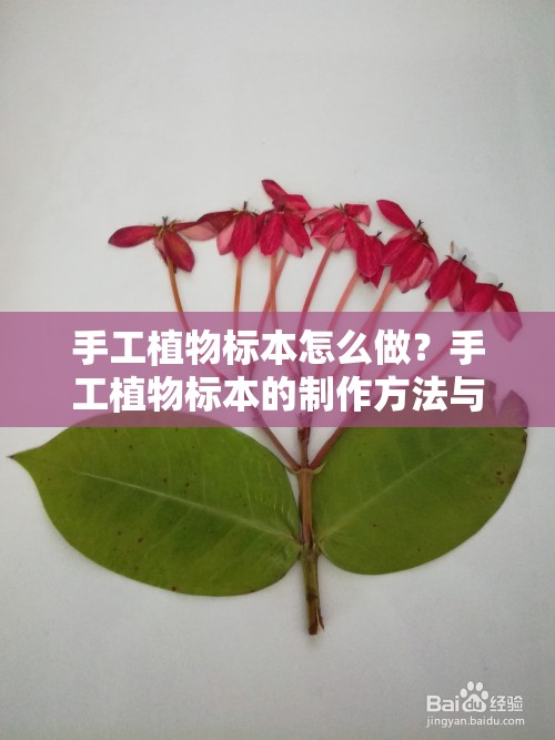 手工植物標(biāo)本怎么做？手工植物標(biāo)本的制作方法與技巧大揭秘