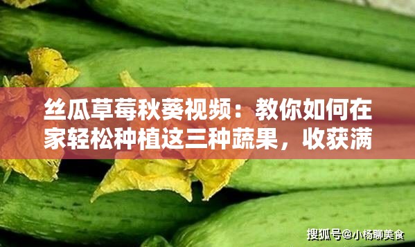 絲瓜草莓秋葵視頻：教你如何在家輕松種植這三種蔬果，收獲滿滿的健康與美味