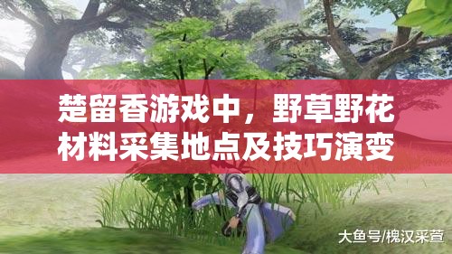楚留香游戲中，野草野花材料采集地點及技巧演變史，你知道多少？