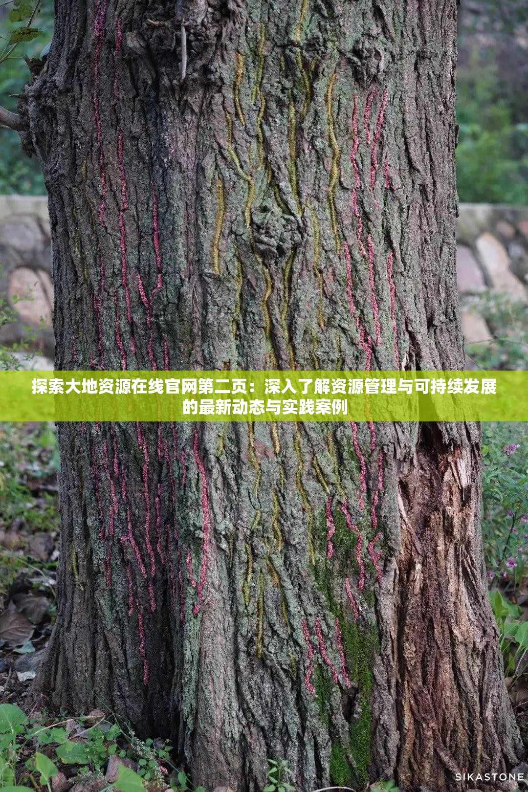 探索大地資源在線官網(wǎng)第二頁(yè)：深入了解資源管理與可持續(xù)發(fā)展的最新動(dòng)態(tài)與實(shí)踐案例