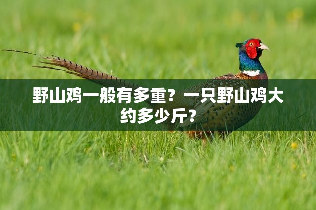 野山雞一般有多重？一只野山雞大約多少斤？