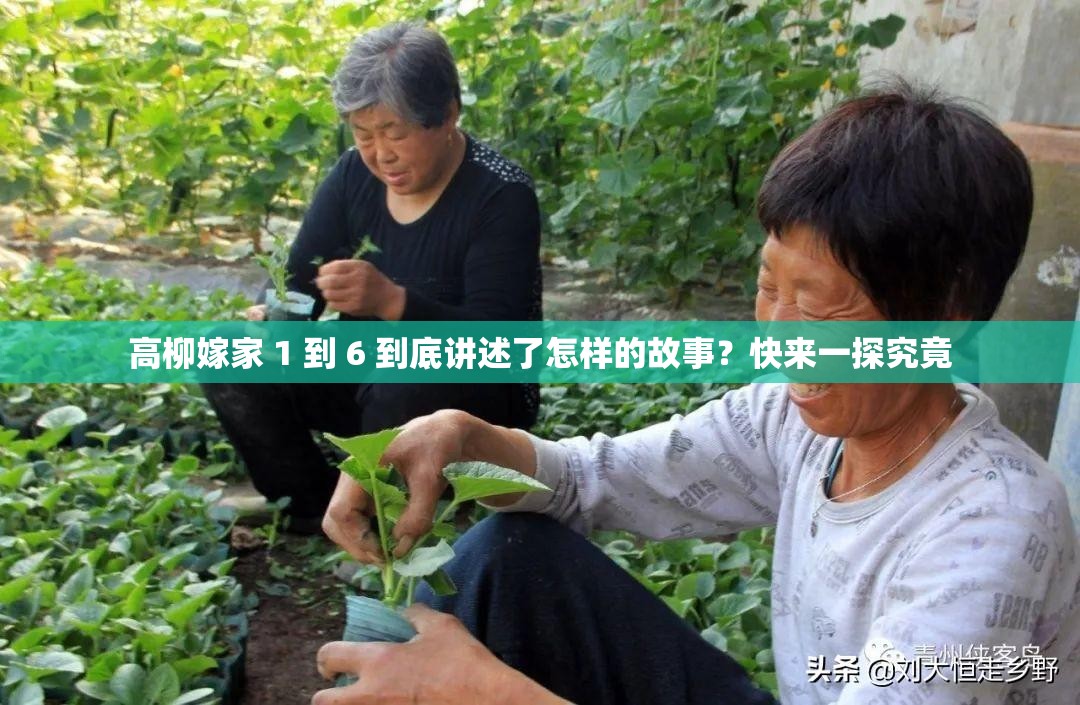 高柳嫁家 1 到 6 到底講述了怎樣的故事？快來一探究竟