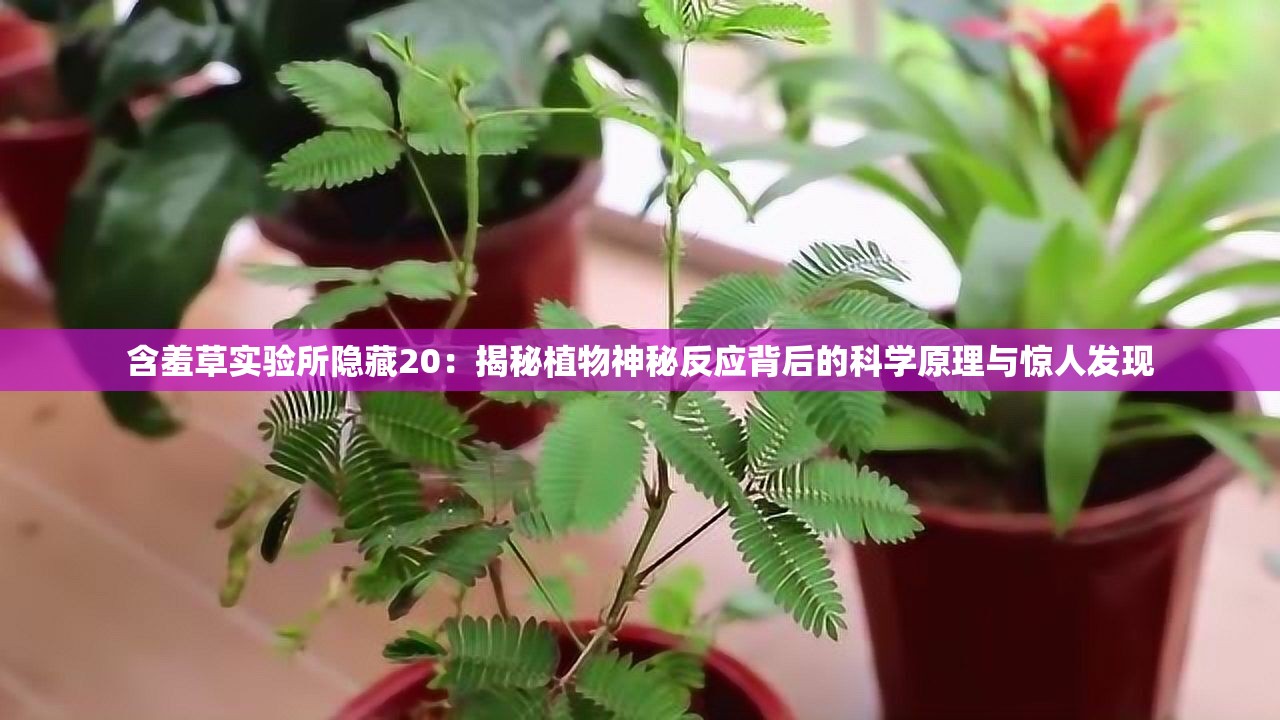 含羞草實驗所隱藏20：揭秘植物神秘反應背后的科學原理與驚人發(fā)現