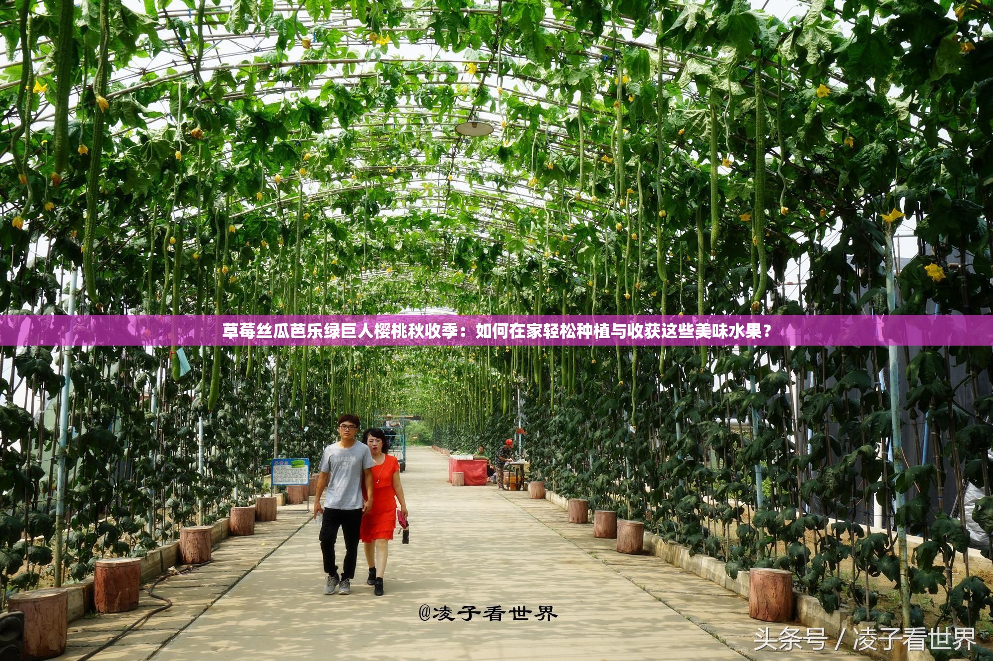 草莓絲瓜芭樂(lè)綠巨人櫻桃秋收季：如何在家輕松種植與收獲這些美味水果？