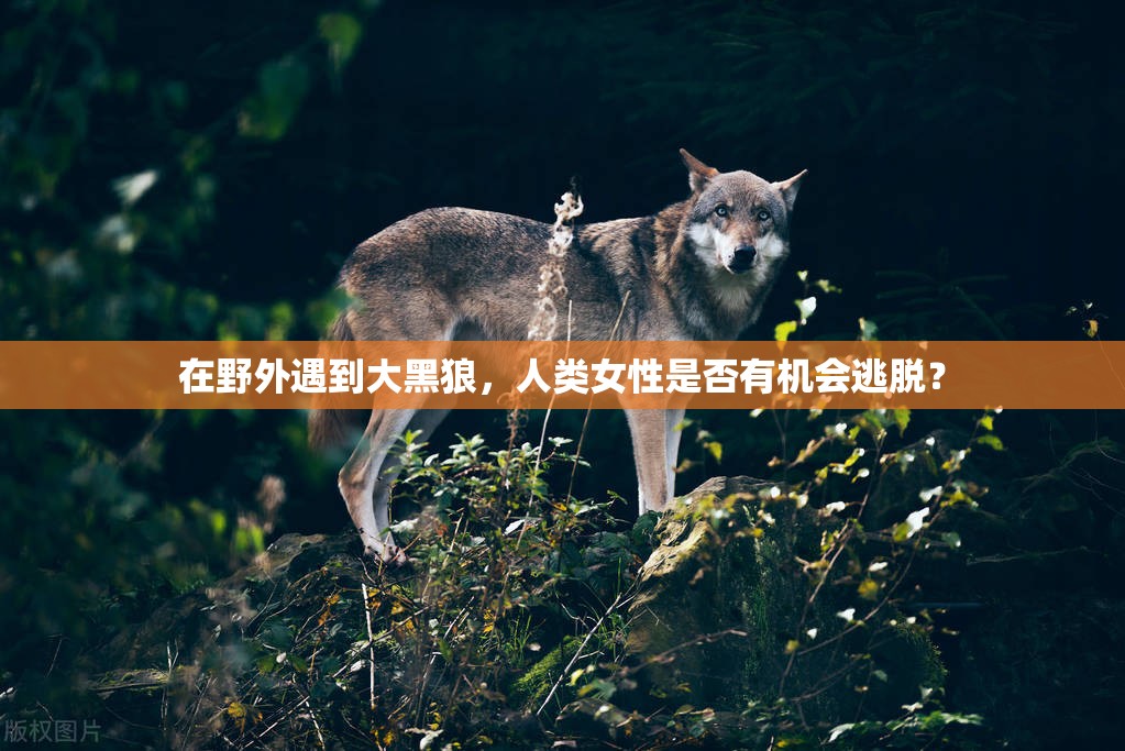 在野外遇到大黑狼，人類女性是否有機會逃脫？