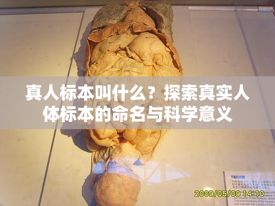 真人標(biāo)本叫什么？探索真實人體標(biāo)本的命名與科學(xué)意義
