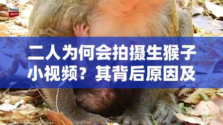 二人為何會拍攝生猴子小視頻？其背后原因及精彩內(nèi)容大揭秘