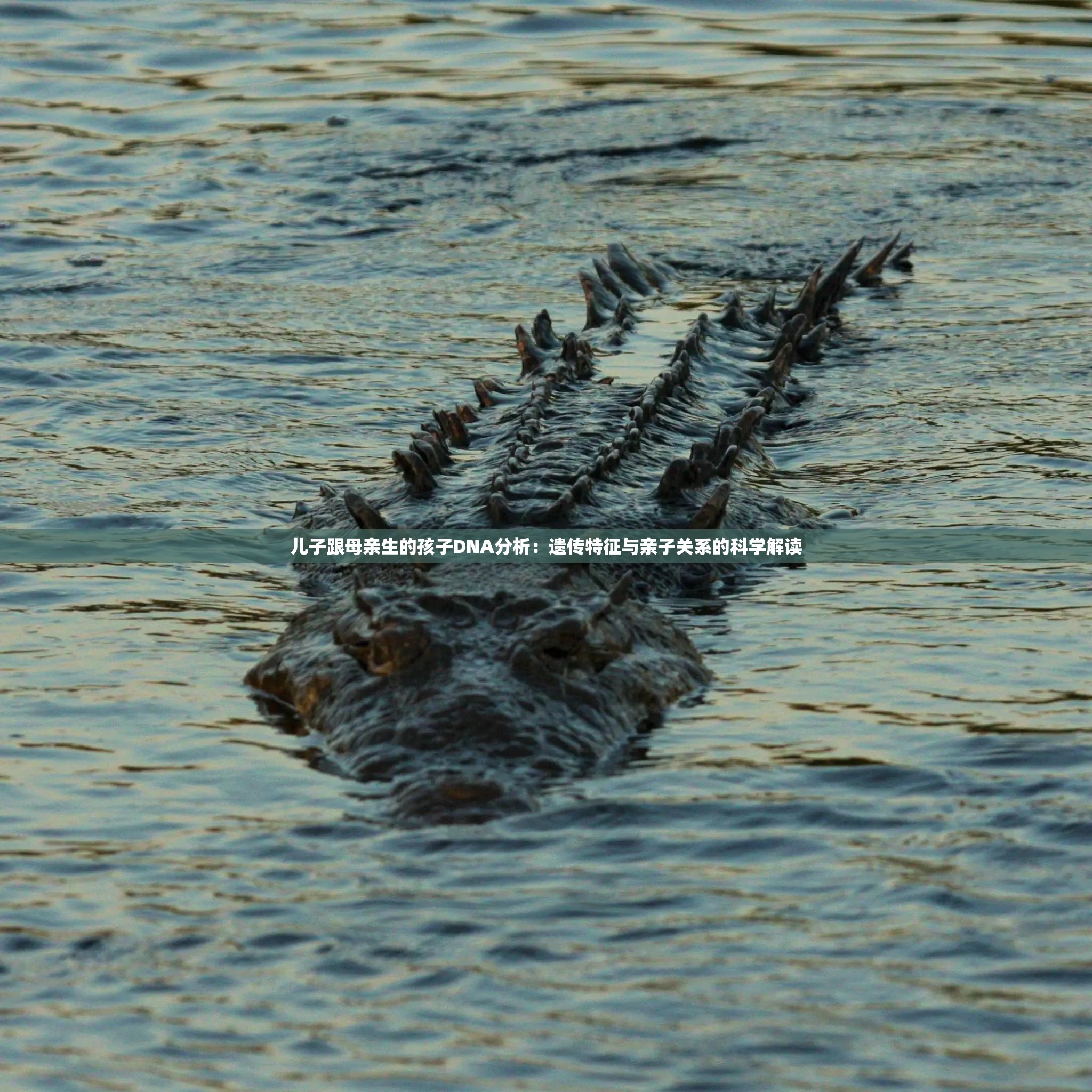 兒子跟母親生的孩子DNA分析：遺傳特征與親子關(guān)系的科學(xué)解讀
