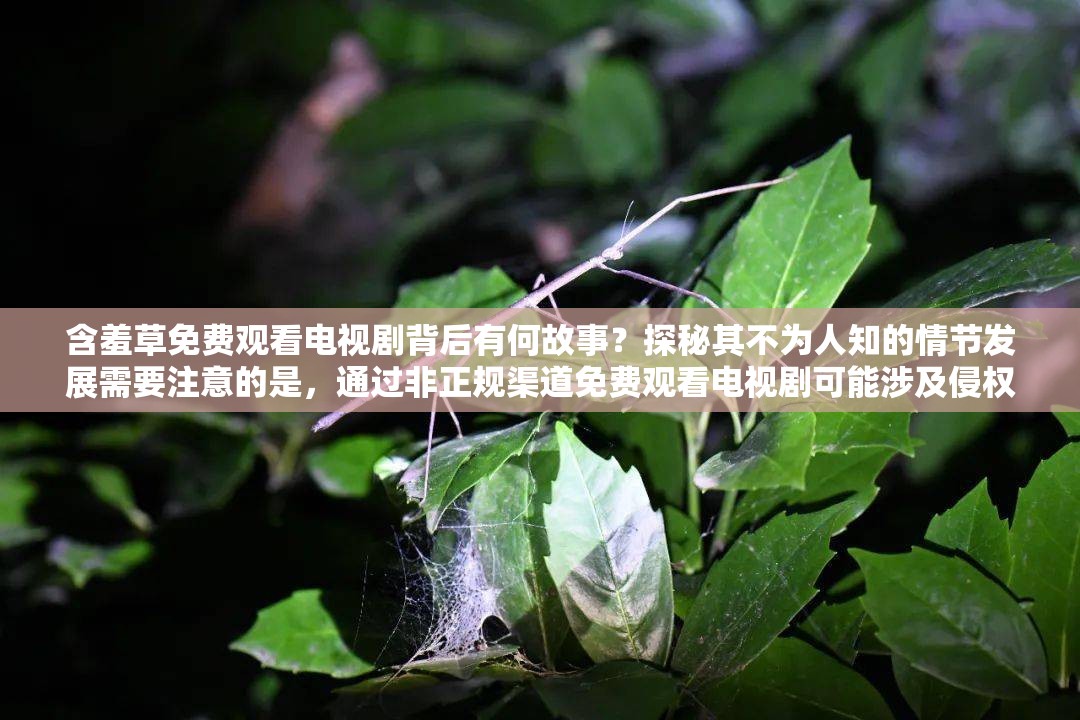 含羞草免費觀看電視劇背后有何故事？探秘其不為人知的情節(jié)發(fā)展需要注意的是，通過非正規(guī)渠道免費觀看電視劇可能涉及侵權行為，建議支持正版，以維護良好的影視創(chuàng)作環(huán)境