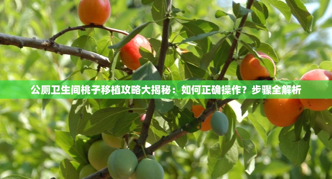公廁衛(wèi)生間桃子移植攻略大揭秘：如何正確操作？步驟全解析