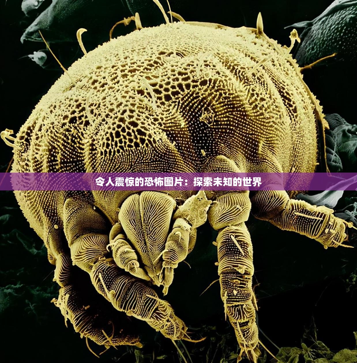 令人震驚的恐怖圖片：探索未知的世界