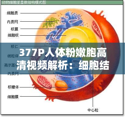 377P人體粉嫩胞高清視頻解析：細(xì)胞結(jié)構(gòu)與功能的視覺盛宴