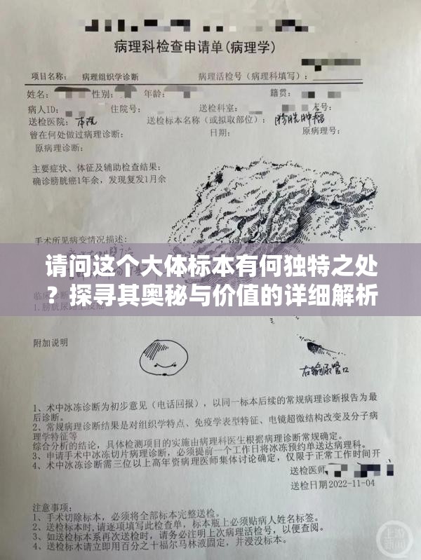 請問這個大體標(biāo)本有何獨特之處？探尋其奧秘與價值的詳細(xì)解析