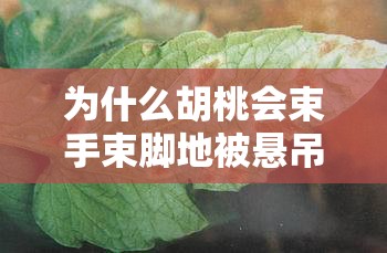 為什么胡桃會(huì)束手束腳地被懸吊起來呢？她是遭遇了什么危險(xiǎn)嗎？這張圖片讓人不禁浮想聯(lián)翩