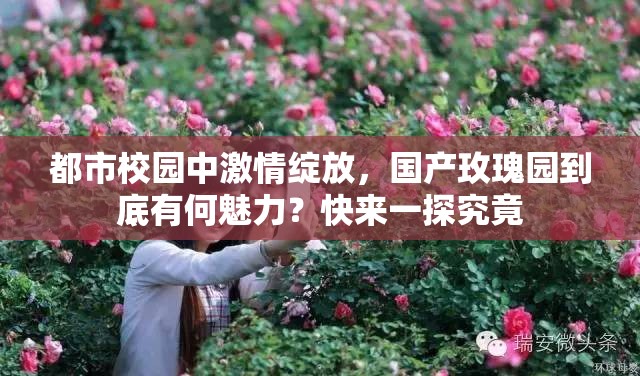 都市校園中激情綻放，國(guó)產(chǎn)玫瑰園到底有何魅力？快來(lái)一探究竟