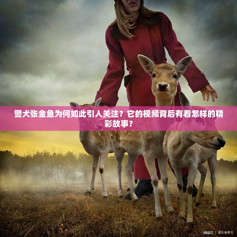 警犬張金魚為何如此引人關(guān)注？它的視頻背后有著怎樣的精彩故事？