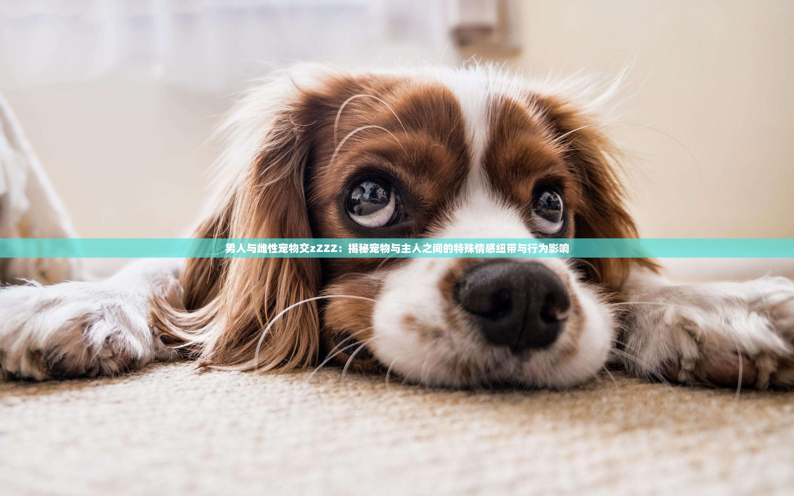 男人與雌性寵物交zZZZ：揭秘寵物與主人之間的特殊情感紐帶與行為影響