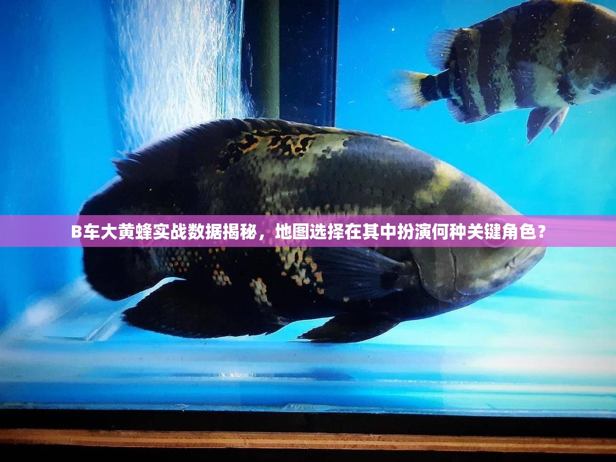 B車大黃蜂實(shí)戰(zhàn)數(shù)據(jù)揭秘，地圖選擇在其中扮演何種關(guān)鍵角色？