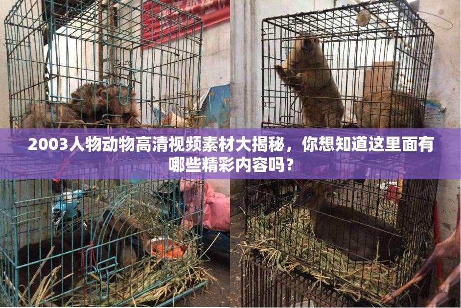 2003人物動物高清視頻素材大揭秘，你想知道這里面有哪些精彩內容嗎？