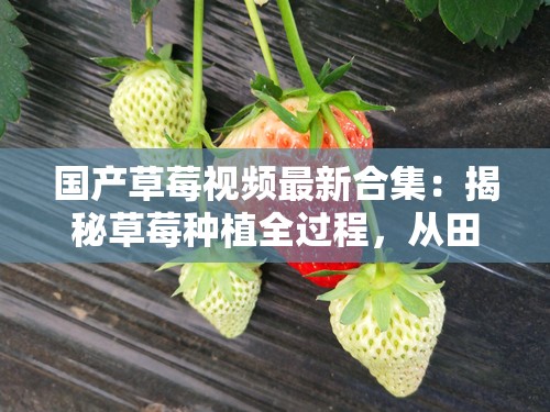 國產(chǎn)草莓視頻最新合集：揭秘草莓種植全過程，從田間到餐桌的綠色美味之旅