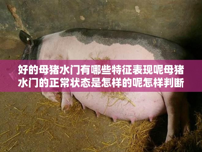好的母豬水門有哪些特征表現(xiàn)呢母豬水門的正常狀態(tài)是怎樣的呢怎樣判斷母豬水門是否健康正常呢母豬水門異常會有哪些表現(xiàn)及原因呢母豬水門顏色等方面能反映出什么問題呢影響母豬水門健康的因素都有哪些呢如何做好母豬水門的日常護理呢母豬水門與繁殖性能有怎樣的關(guān)聯(lián)呢母豬水門的清潔對其健康有多重要呢