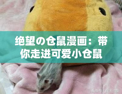 絕望の倉鼠漫畫：帶你走進(jìn)可愛小倉鼠的奇妙世界