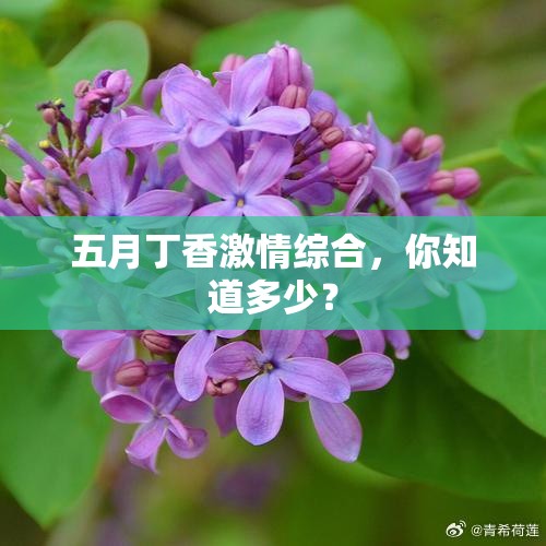 五月丁香激情綜合，你知道多少？