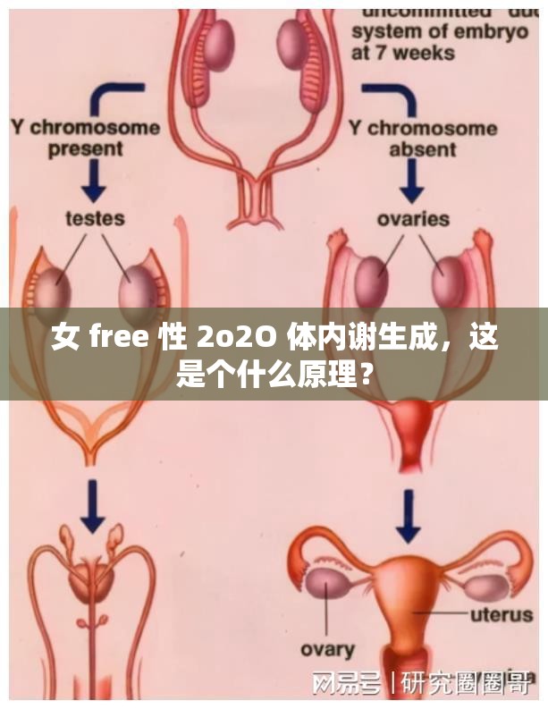 女 free 性 2o2O 體內(nèi)謝生成，這是個(gè)什么原理？