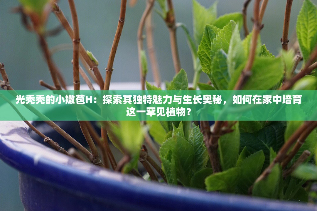 光禿禿的小嫩苞H：探索其獨(dú)特魅力與生長(zhǎng)奧秘，如何在家中培育這一罕見(jiàn)植物？