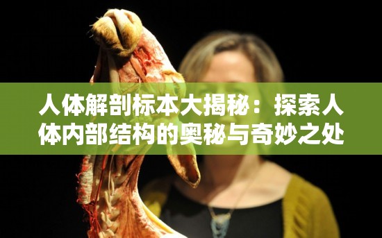 人體解剖標(biāo)本大揭秘：探索人體內(nèi)部結(jié)構(gòu)的奧秘與奇妙之處或者人體解剖標(biāo)本為何如此重要？帶你深入了解人體的神秘世界或者震驚人體解剖標(biāo)本全方位解讀，你想知道的人體結(jié)構(gòu)都在這里
