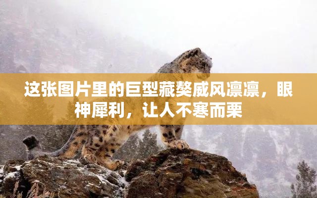 這張圖片里的巨型藏獒威風凜凜，眼神犀利，讓人不寒而栗