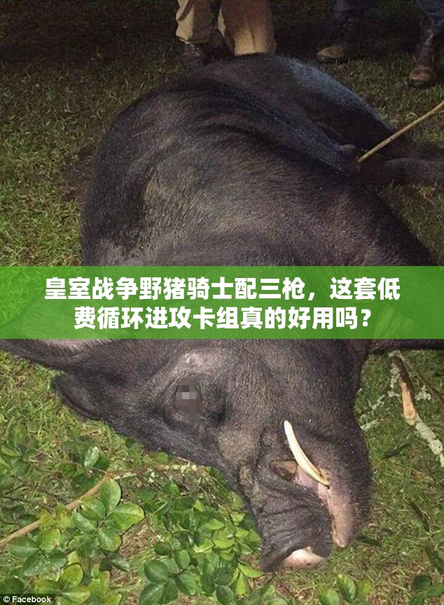 皇室戰(zhàn)爭野豬騎士配三槍，這套低費循環(huán)進攻卡組真的好用嗎？