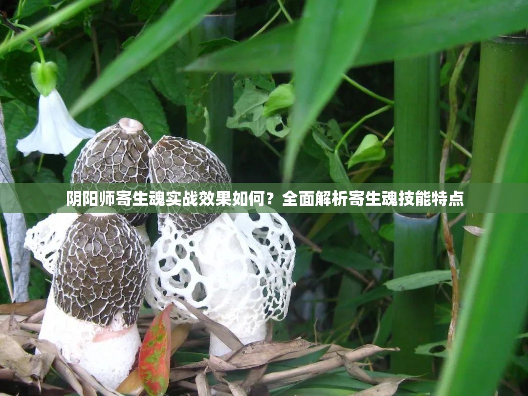 陰陽師寄生魂實(shí)戰(zhàn)效果如何？全面解析寄生魂技能特點(diǎn)