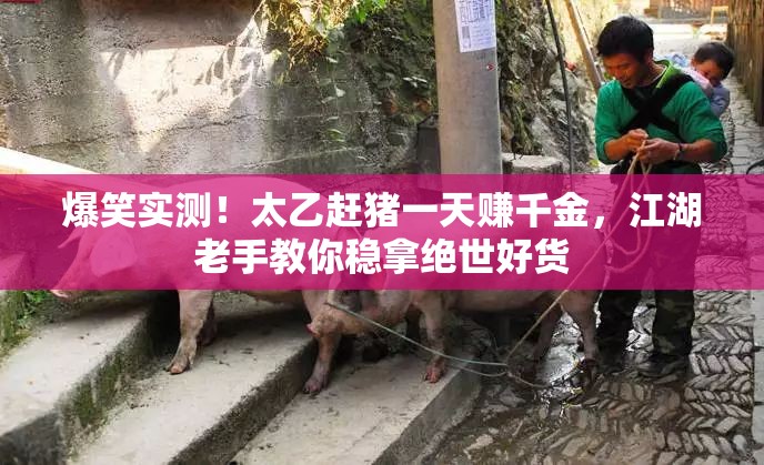 爆笑實測！太乙趕豬一天賺千金，江湖老手教你穩(wěn)拿絕世好貨
