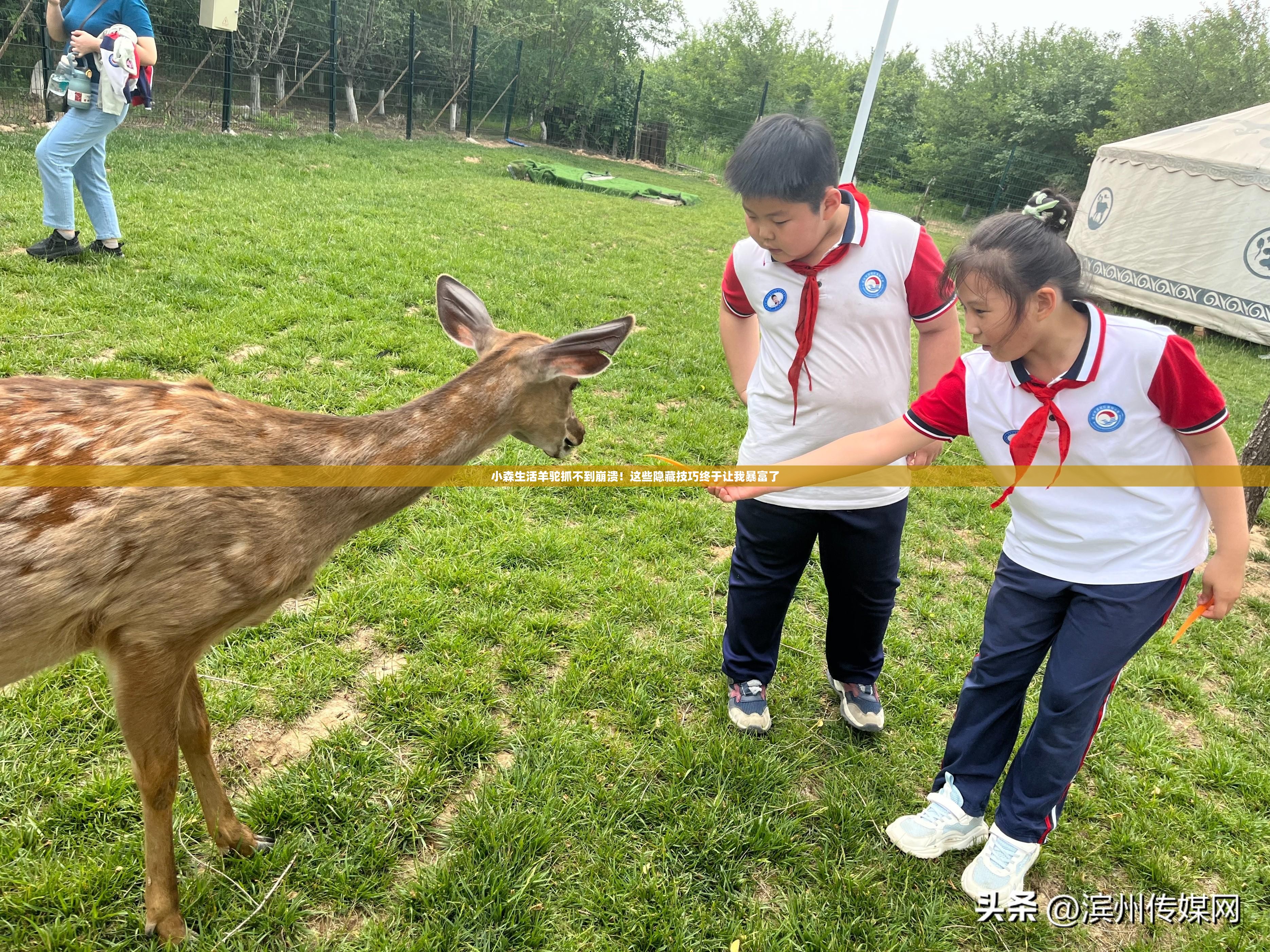 小森生活羊駝抓不到崩潰！這些隱藏技巧終于讓我暴富了